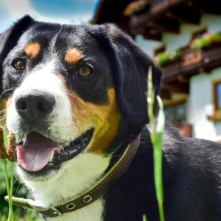 Vakantieboerderij Pfeifferhof *