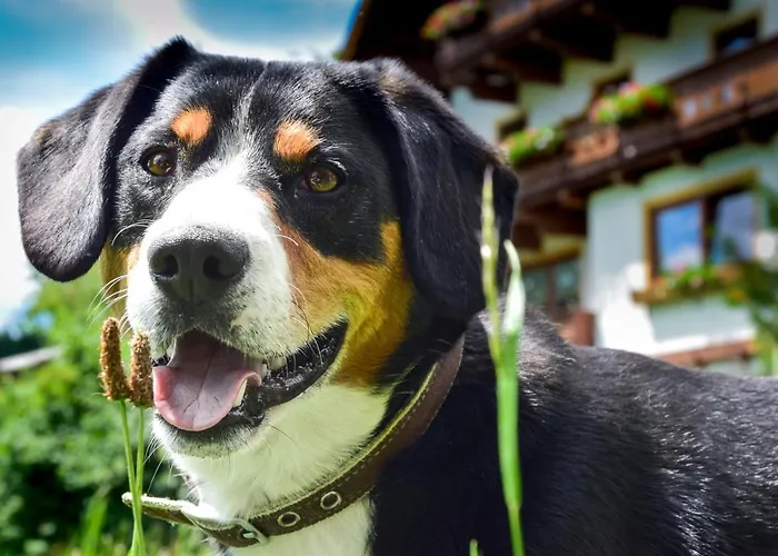 Фермерский дом Pfeifferhof *